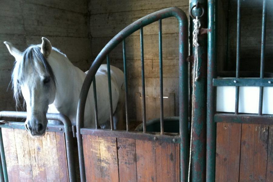 Agriturismo Amicizia 卡萨诺德莱穆尔杰 外观 照片