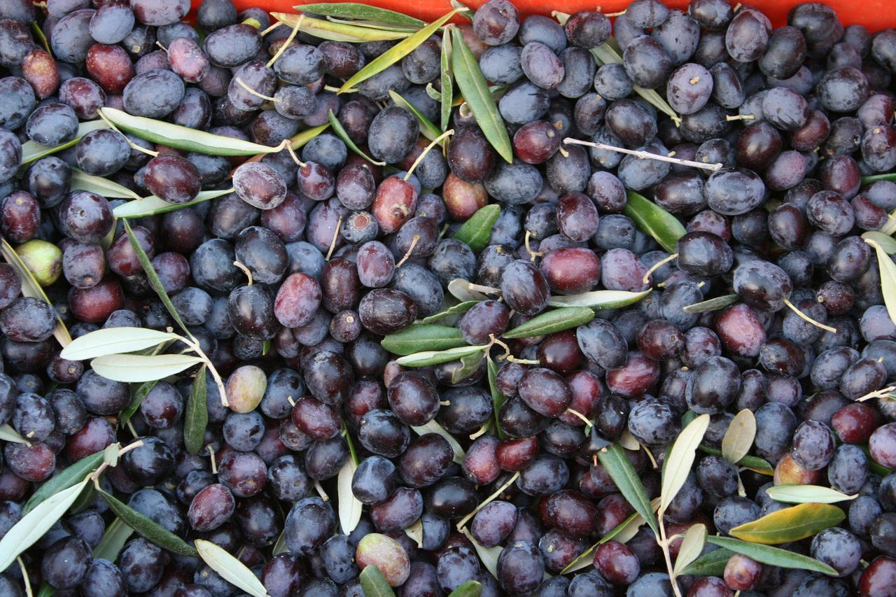 Agriturismo Amicizia 卡萨诺德莱穆尔杰 外观 照片