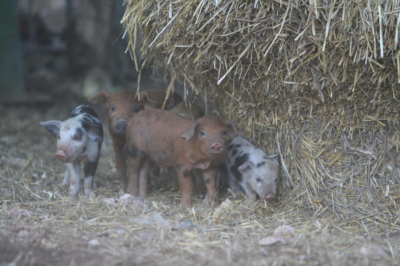 Agriturismo Amicizia 卡萨诺德莱穆尔杰 外观 照片